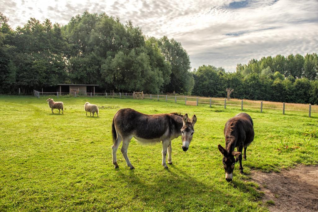 Petrus Wittebrood Hoeve Dikkelvenne エクステリア 写真